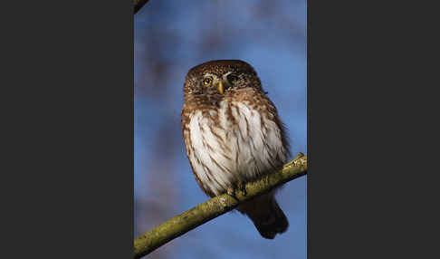 Sperlingskauz (Glaucidium passerinum)