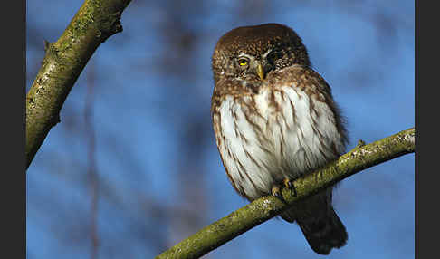 Sperlingskauz (Glaucidium passerinum)