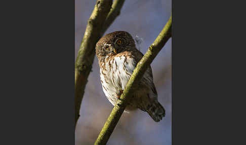 Sperlingskauz (Glaucidium passerinum)