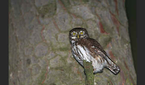 Sperlingskauz (Glaucidium passerinum)