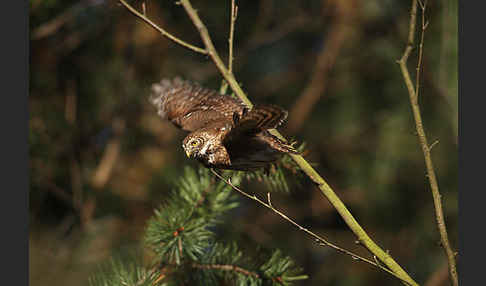 Sperlingskauz (Glaucidium passerinum)