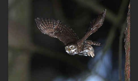 Sperlingskauz (Glaucidium passerinum)