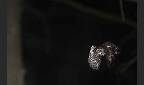 Sperlingskauz (Glaucidium passerinum)