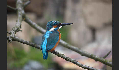 Eisvogel (Alcedo atthis)