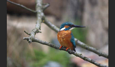 Eisvogel (Alcedo atthis)