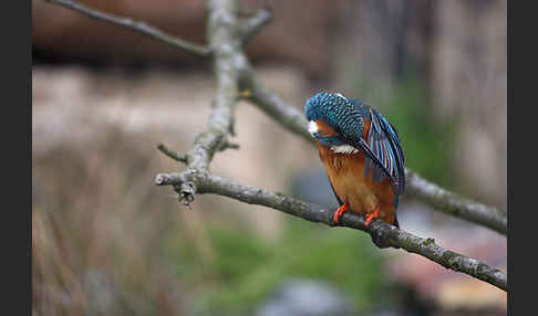 Eisvogel (Alcedo atthis)