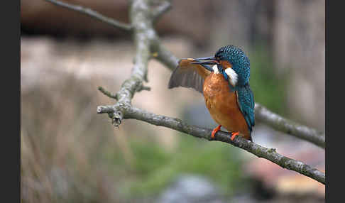 Eisvogel (Alcedo atthis)