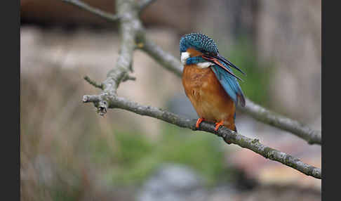 Eisvogel (Alcedo atthis)