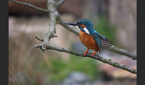 Eisvogel (Alcedo atthis)