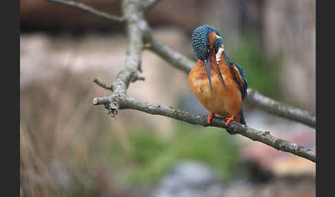 Eisvogel (Alcedo atthis)