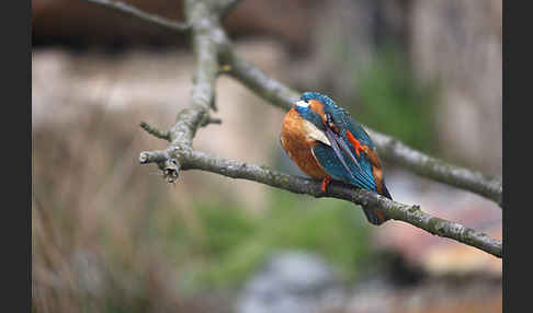 Eisvogel (Alcedo atthis)