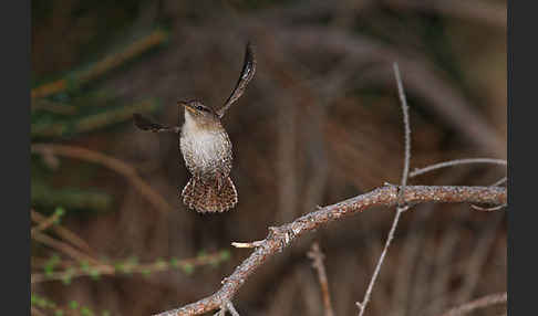 Zaunkönig (Troglodytes troglodytes)