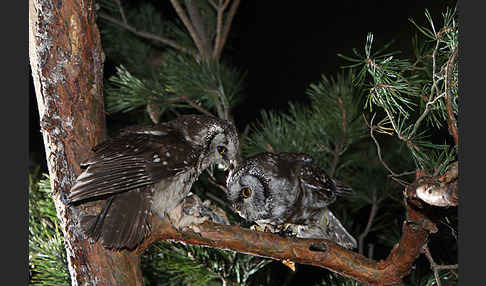 Rauhfußkauz (Aegolius funereus)