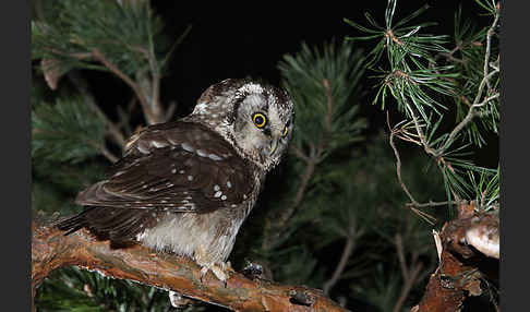 Rauhfußkauz (Aegolius funereus)