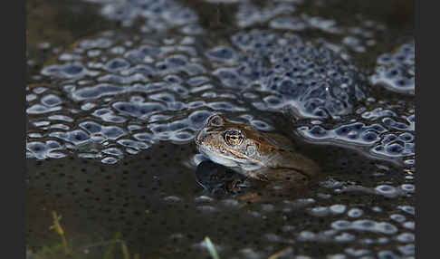 Grasfrosch (Rana temporaria)