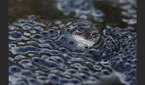 Grasfrosch (Rana temporaria)