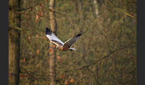 Rohrweihe (Circus aeruginosus)