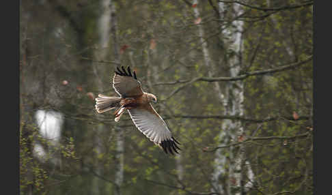 Rohrweihe (Circus aeruginosus)