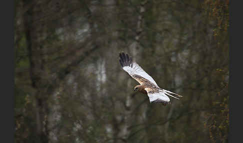 Rohrweihe (Circus aeruginosus)