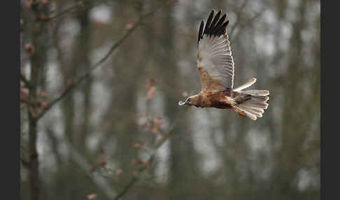 Rohrweihe (Circus aeruginosus)