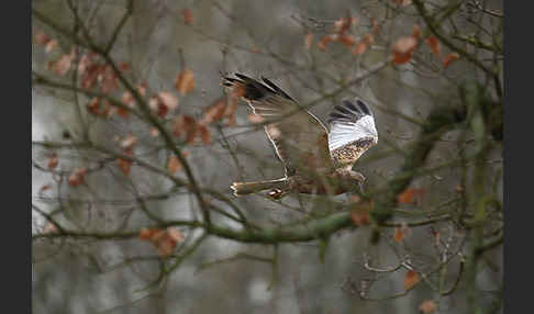 Rohrweihe (Circus aeruginosus)