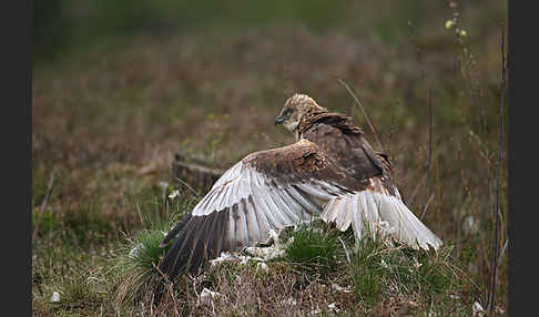 Rohrweihe (Circus aeruginosus)