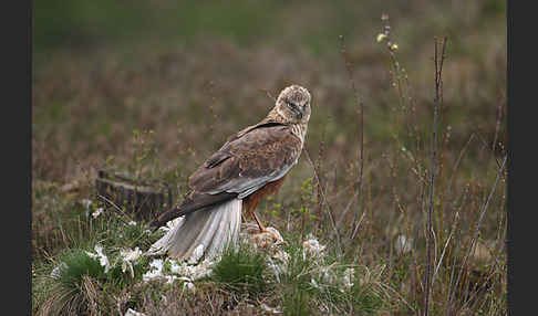 Rohrweihe (Circus aeruginosus)