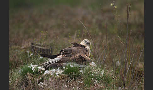 Rohrweihe (Circus aeruginosus)