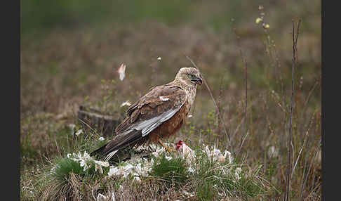 Rohrweihe (Circus aeruginosus)