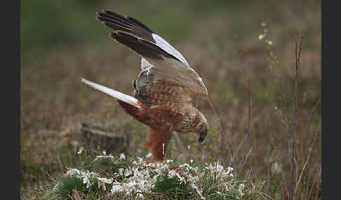 Rohrweihe (Circus aeruginosus)