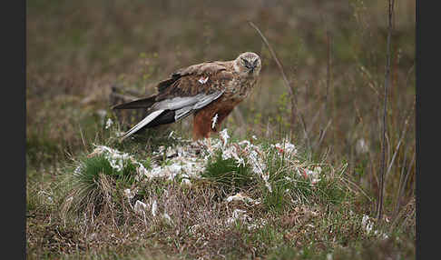 Rohrweihe (Circus aeruginosus)