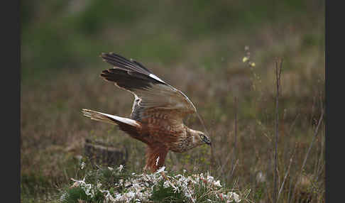 Rohrweihe (Circus aeruginosus)