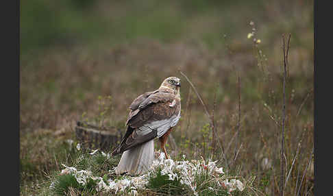 Rohrweihe (Circus aeruginosus)