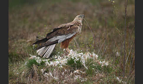 Rohrweihe (Circus aeruginosus)