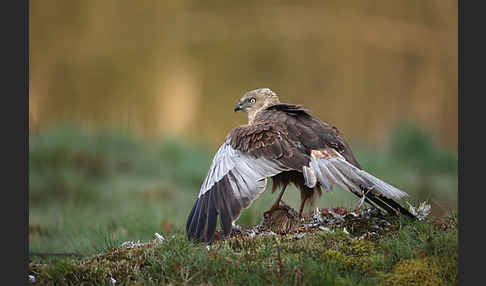 Rohrweihe (Circus aeruginosus)