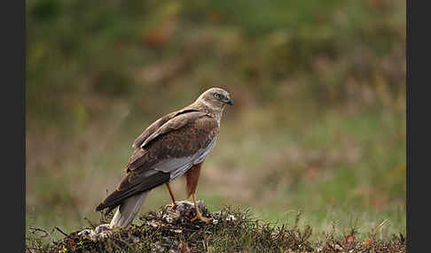 Rohrweihe (Circus aeruginosus)