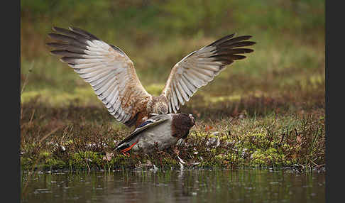 Rohrweihe (Circus aeruginosus)