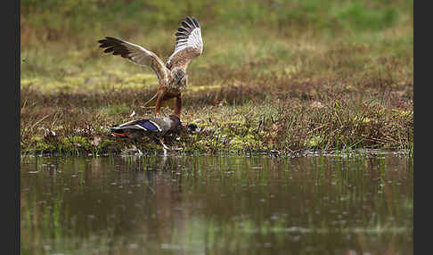 Rohrweihe (Circus aeruginosus)