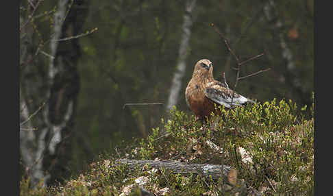 Rohrweihe (Circus aeruginosus)