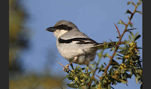 Südlicher Raubwürger (Lanius meridionalis algeriensis)