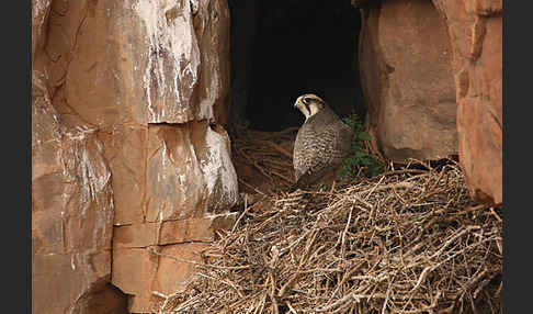 Lannerfalke sspec.1 (Falco biarmicus erlangeri)