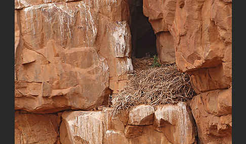 Lannerfalke sspec.1 (Falco biarmicus erlangeri)