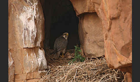 Lannerfalke sspec.1 (Falco biarmicus erlangeri)