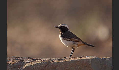 Fahlbürzelsteinschmätzer (Oenanthe moesta)