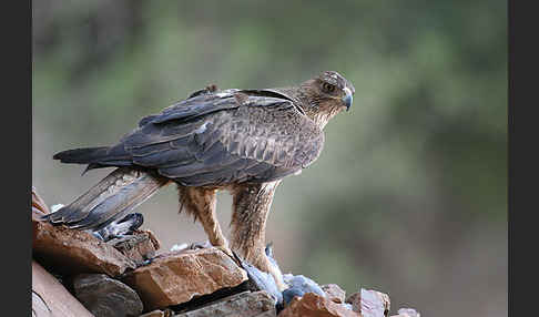 Habichtsadler (Aquila fasciata)