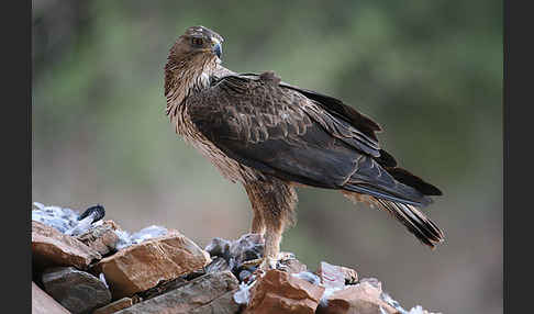 Habichtsadler (Aquila fasciata)