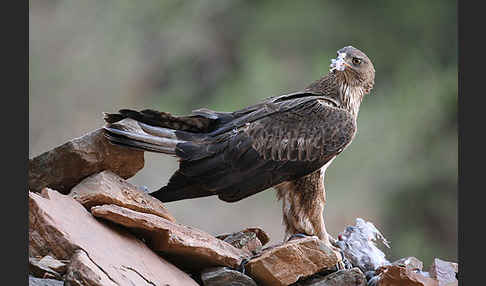 Habichtsadler (Aquila fasciata)