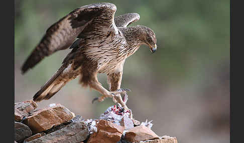 Habichtsadler (Aquila fasciata)