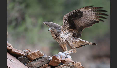 Habichtsadler (Aquila fasciata)