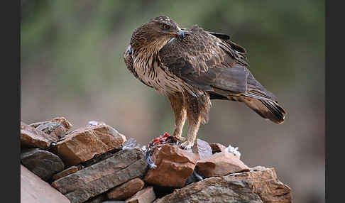 Habichtsadler (Aquila fasciata)